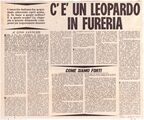 Leopardo fureria Espresso.jpg